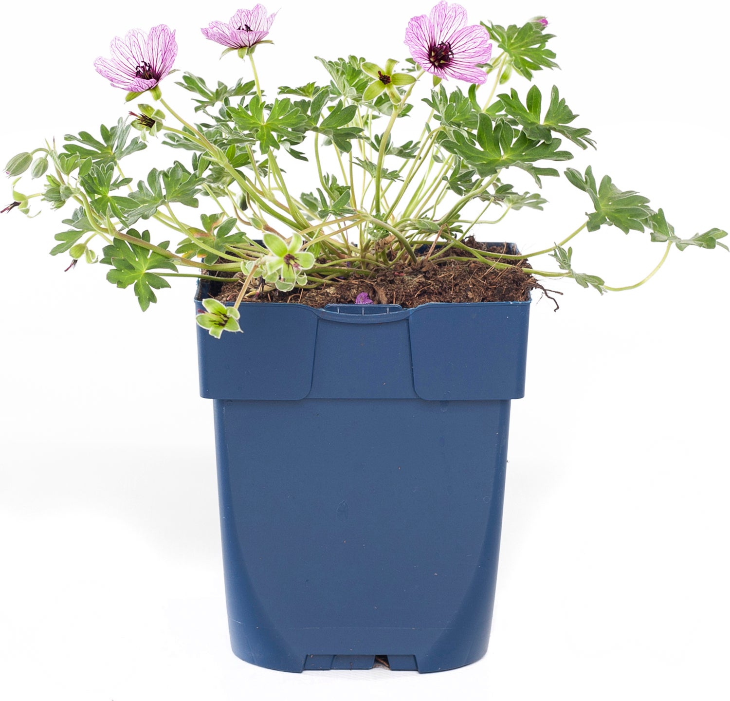 Ooievaarsbek (Geranium cinereum 'Ballerina') D 11 H 10 cm