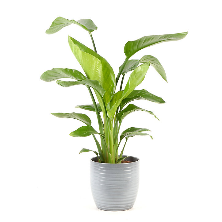 Strelitzia 21cm avec cache pot rayures grises