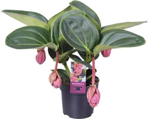 Medinilla Lambada FloraSelf Medinilla magnifica Lambada H 20-30 cm Ø 14 cm pot