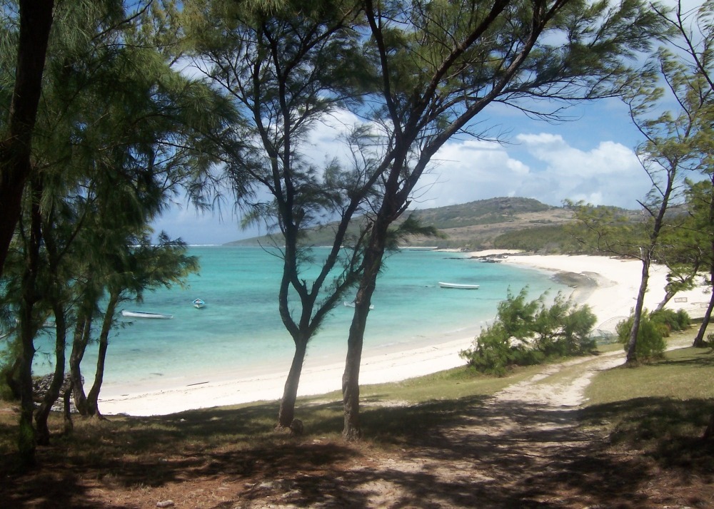 Filao - 200 graines - avec substrat - casuarina equisetifolia