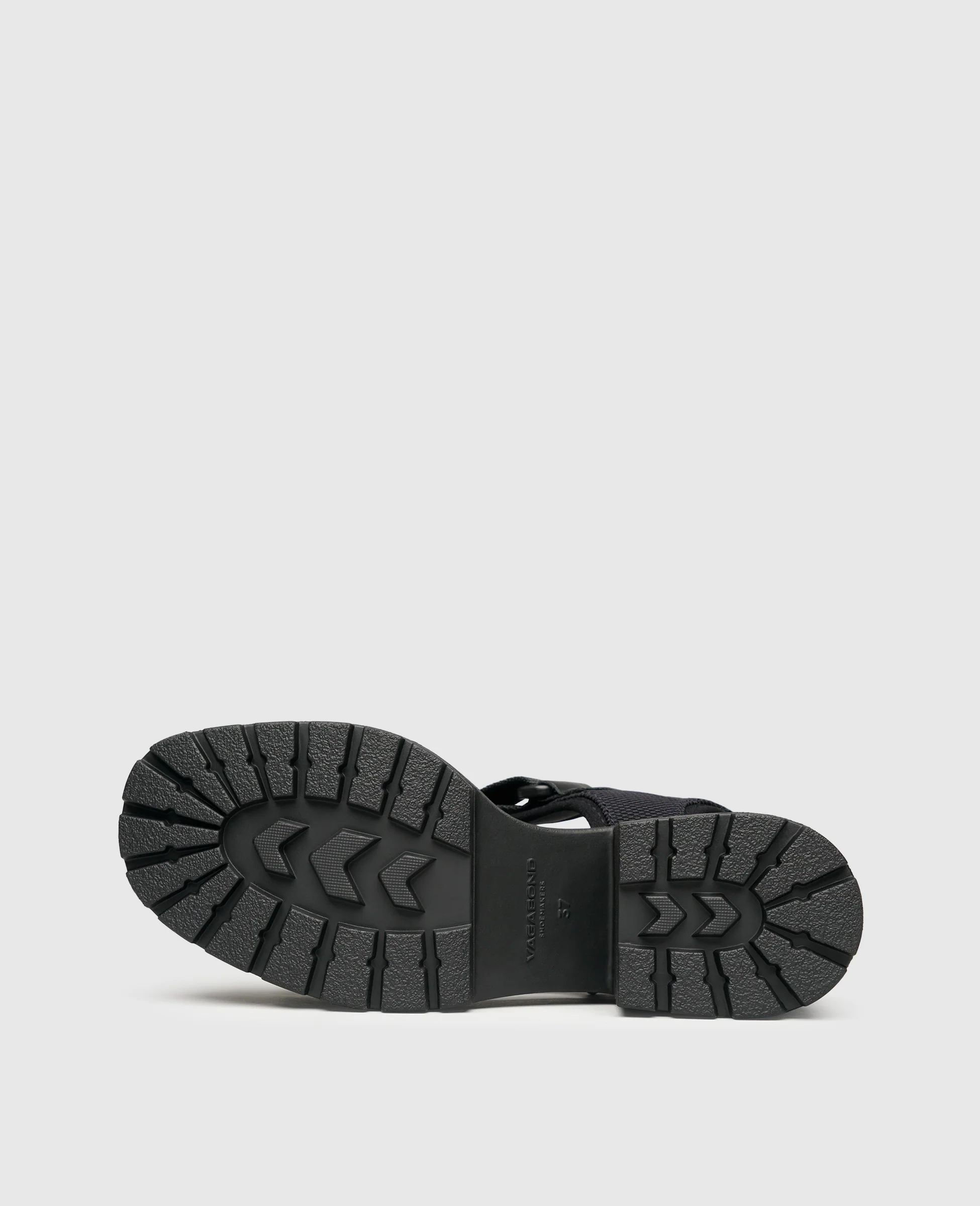 Dioon