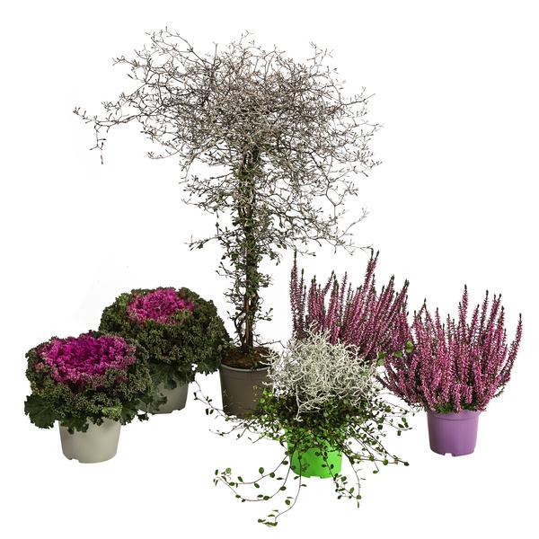 Beet- & Balkonpflanzen-Set Herbstglück,