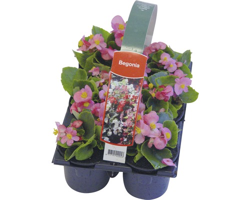 Bloeiende perk- en balkonplanten, 6-pack FloraSelf: Portulaca, Tagetes, Lobelia, Impatiens, Begonia, Alyssum