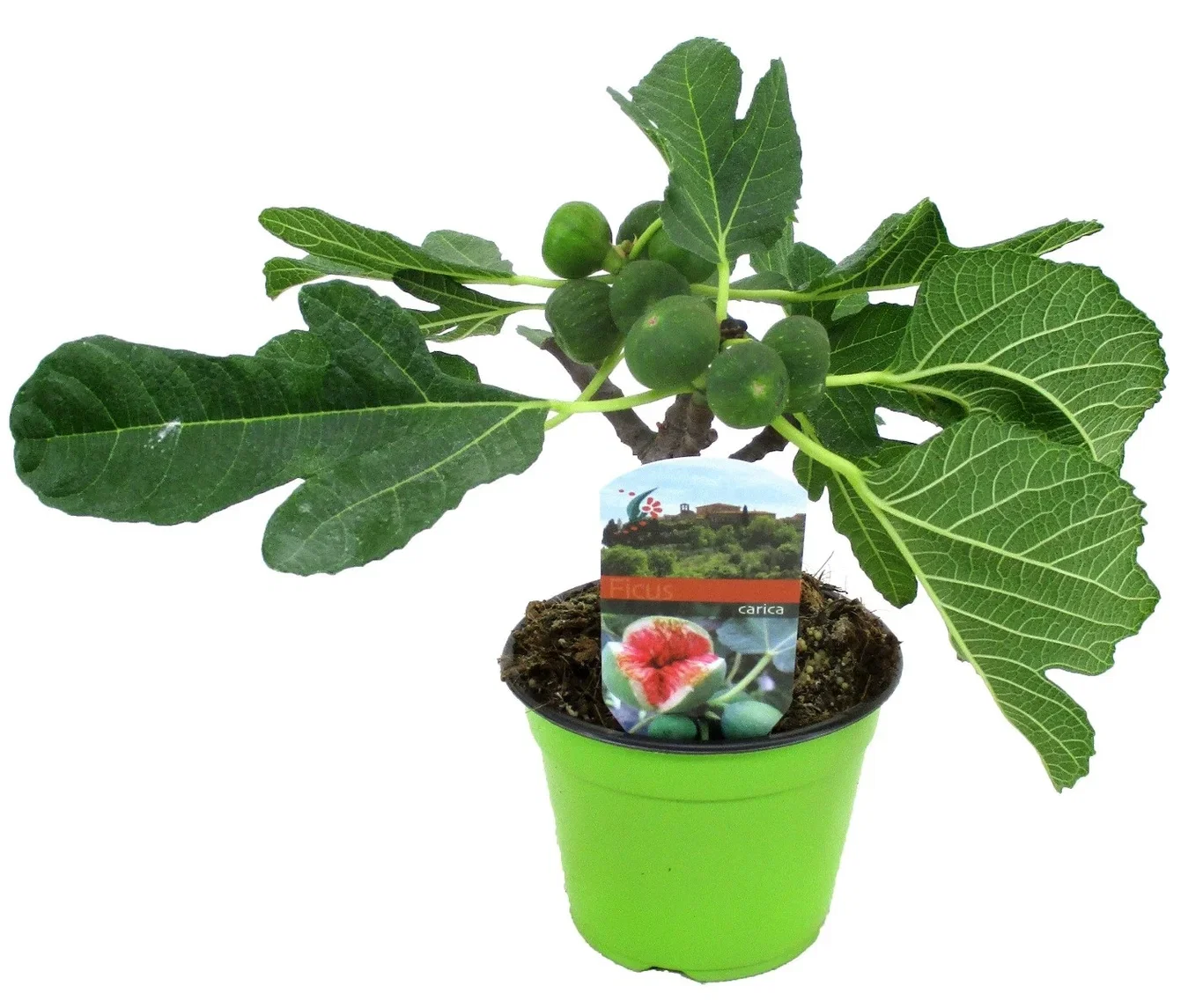 Ficus carica Fiken Ø14 cm