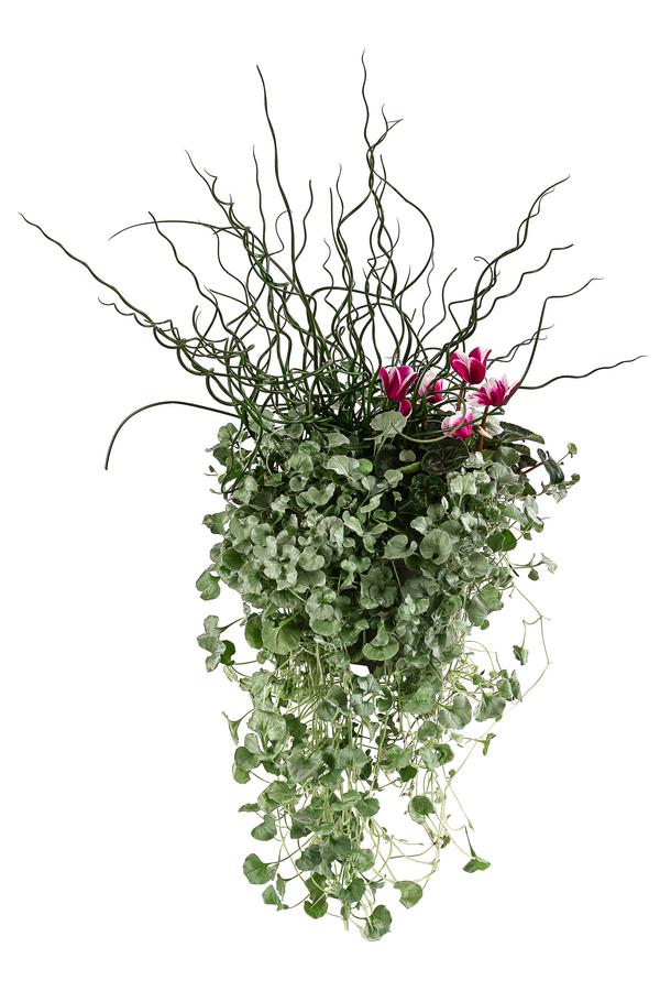 Pflanzen-Trio Herbsthexe, verschiedene Farben