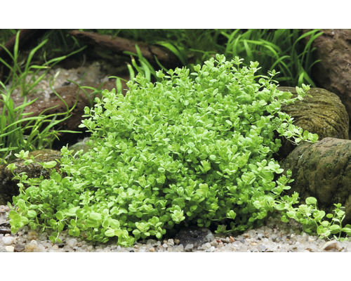 Hemianthus calitrichoides 'Cuba' In Vitro