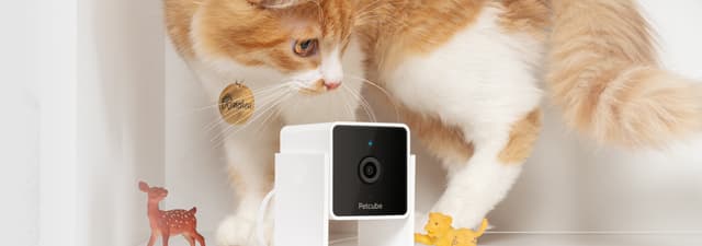 Petcube Cam