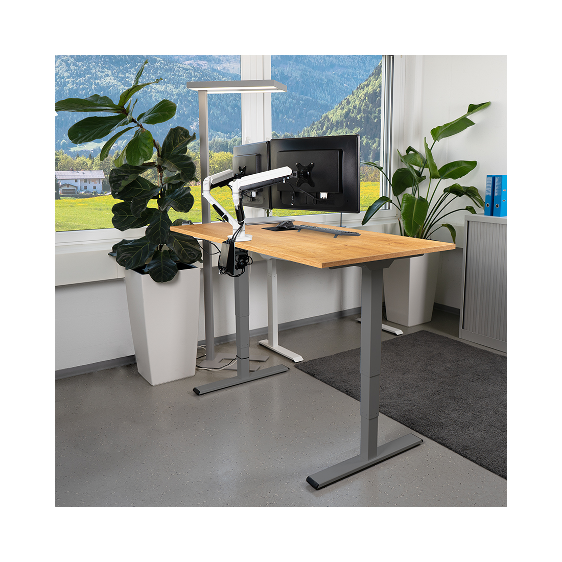 Contini höhenverstellbarer Bürotisch 1.6x0.8m Eichendekor / Gestell dunkelgrau