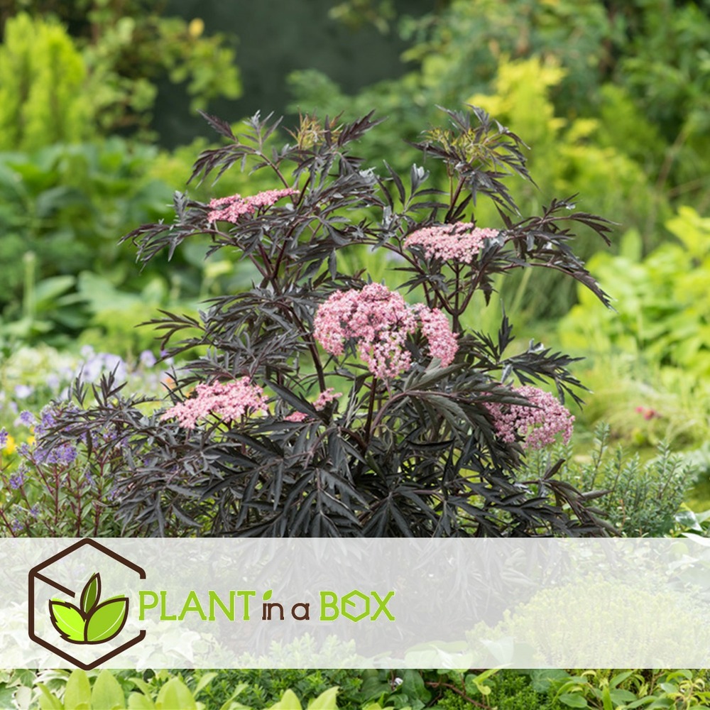Sambucus nigra 'black lace' - set de 4 - pot 17cm - hauteur 25-40cm