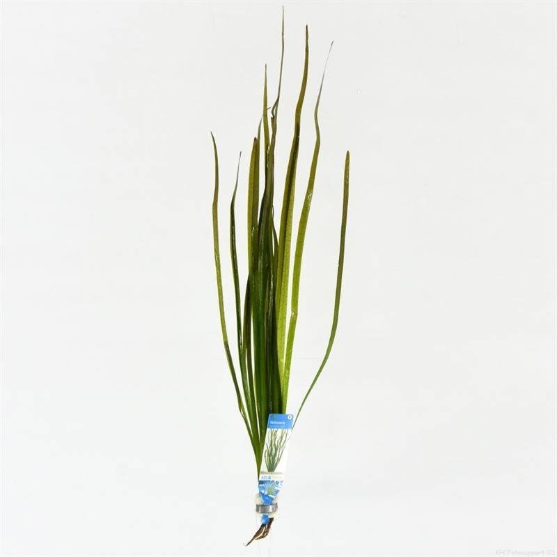Vallisneria Spiralis Rood (Bos) gemakkelijke aquariumplant
