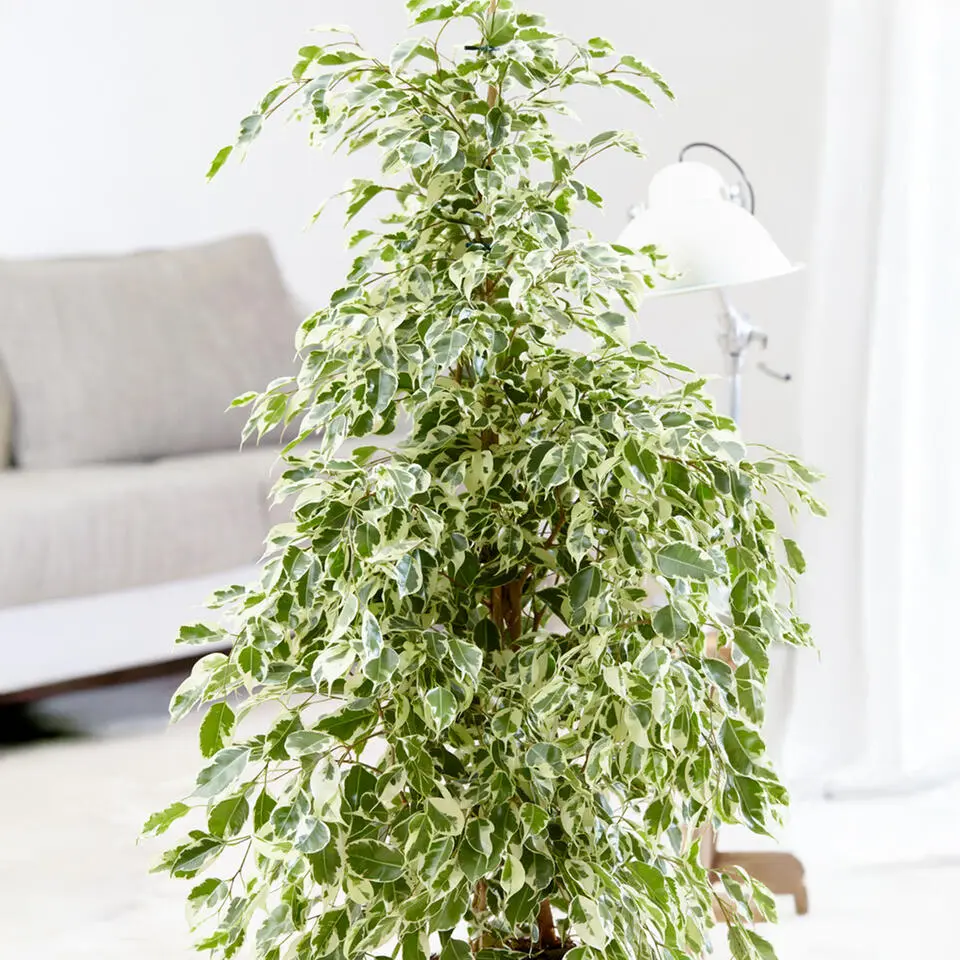 Treurvijg - Ficus Benjamina 'Twilight' - Hoogte 100-110cm - ⌀21cm