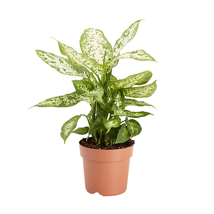 Dieffenbachia, assortiment, 17cm