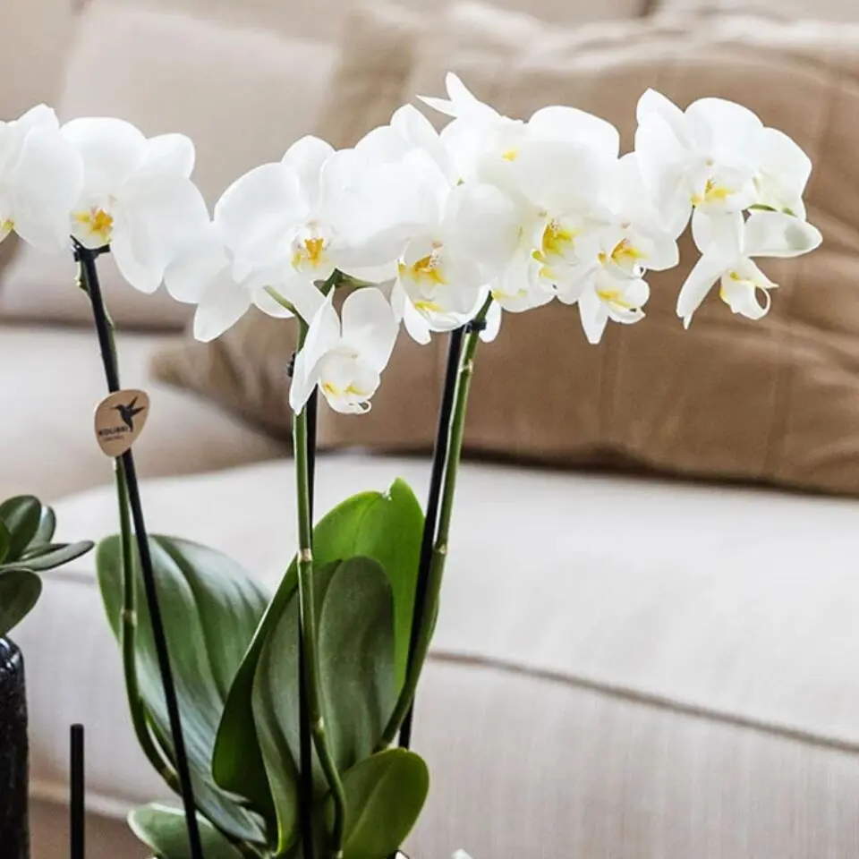 Cadeauset orchidee 'Copper XL' - Phalaenopsis - Hoogte 35cm