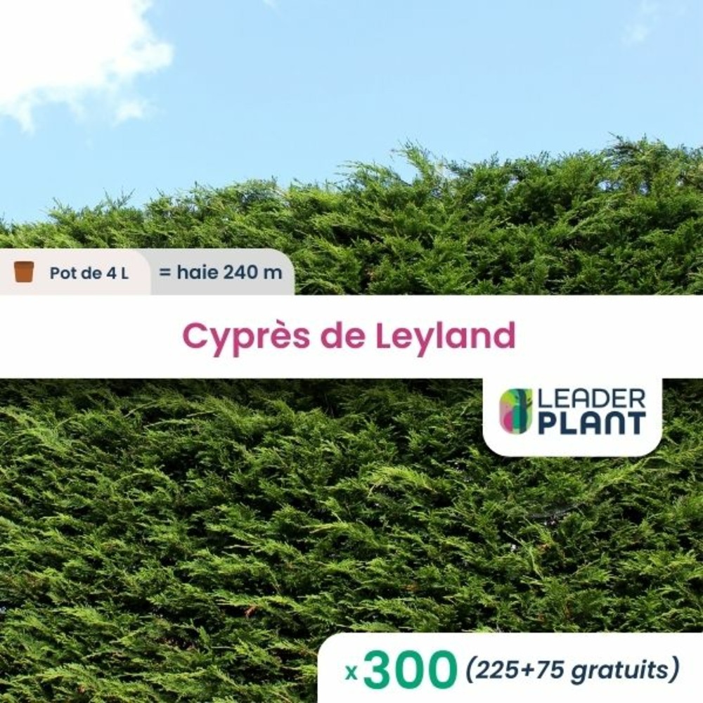 300 x cyprès de leyland en pot de 4 l