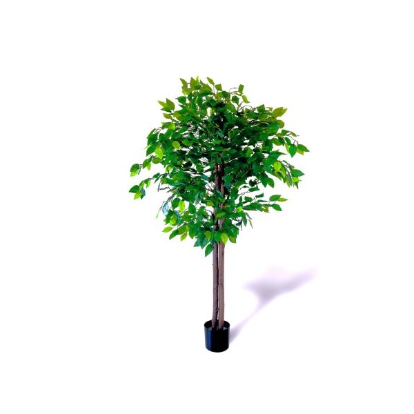 Oliivo Ficus 160cm
