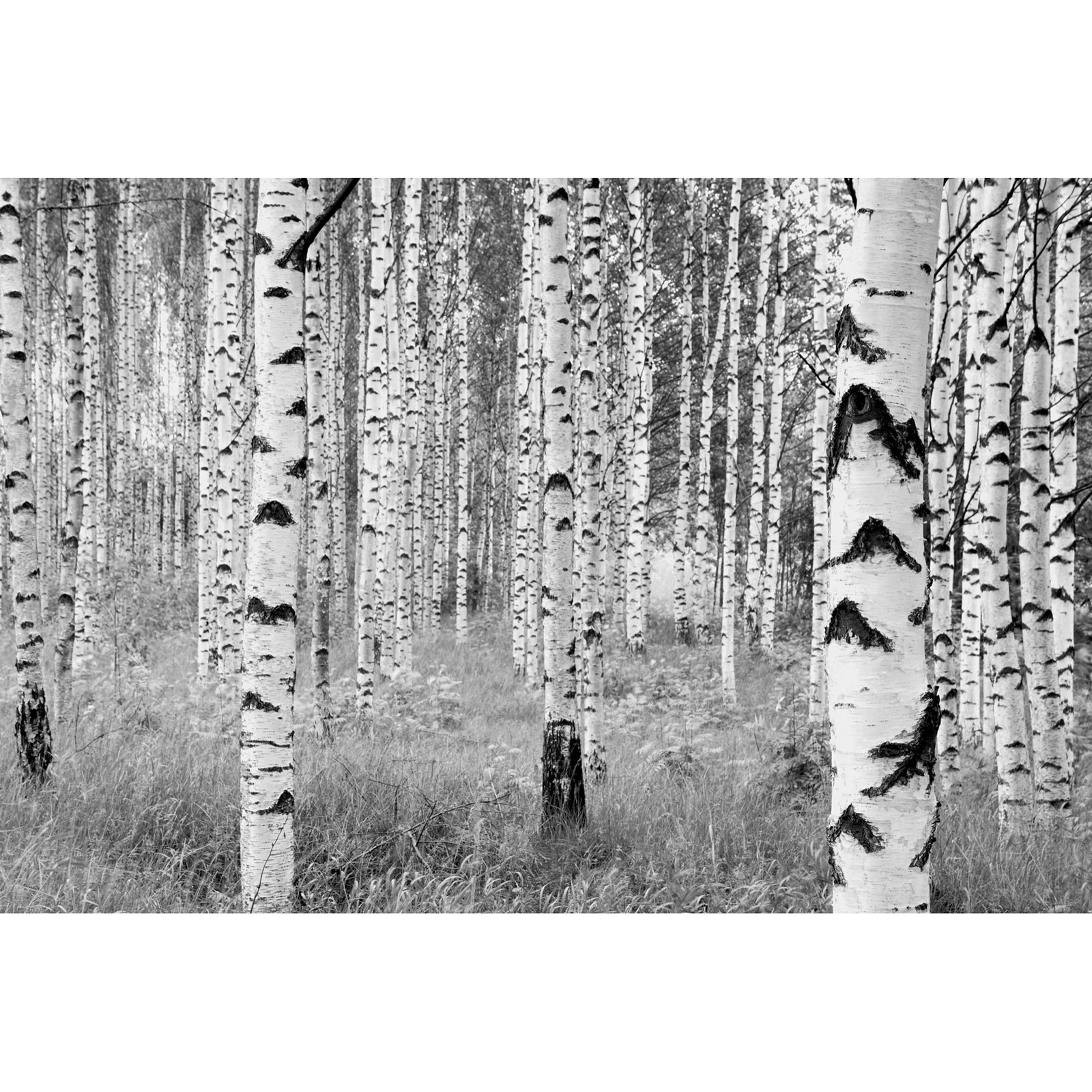 Vlies-Fototapete WOODS - schwarz-weiß - 368x248 cm