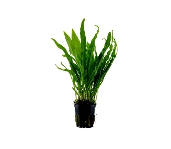 Microsorum pteropus samambaia estreita