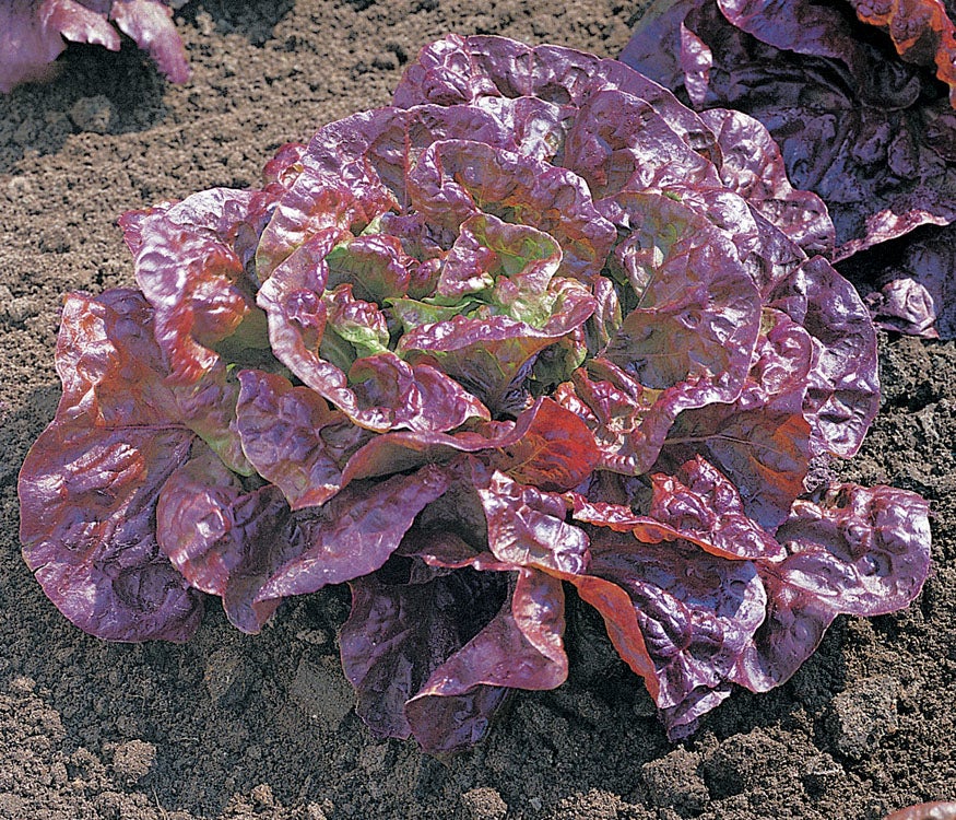 Vollegrondsla Rood (Lactuca sativa type)