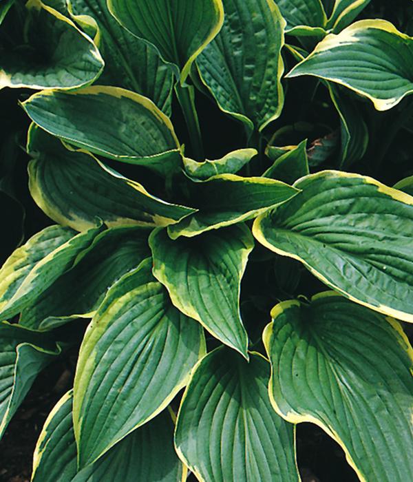 Bio Goldrandfunkie 'Aureomarginata'