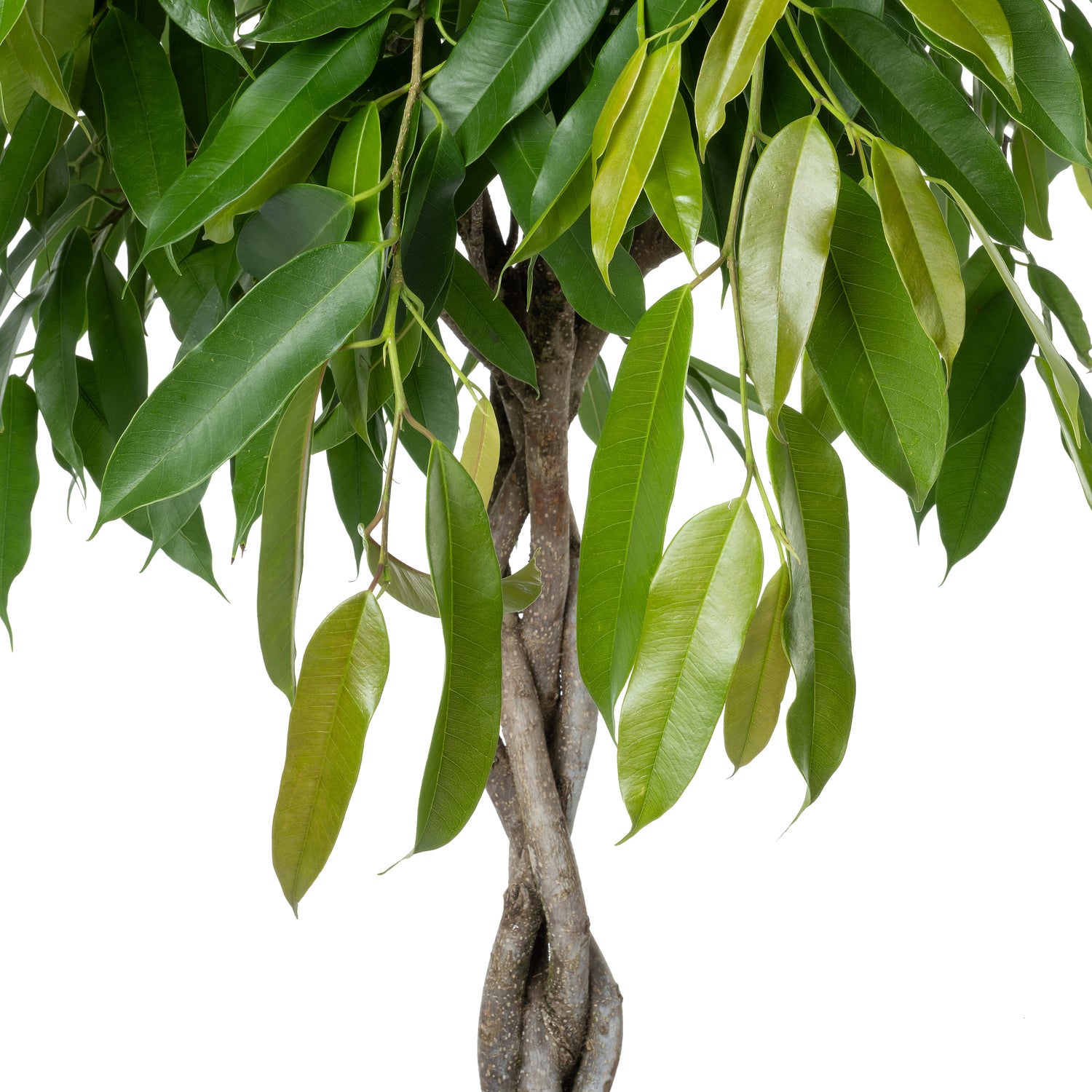 Rubberboom (Ficus binnendijkii 'Amstel King') D 30 H 140 cm
