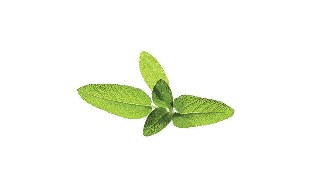Samen SalbeiNachfüllpackung zum Smart Herb Garden