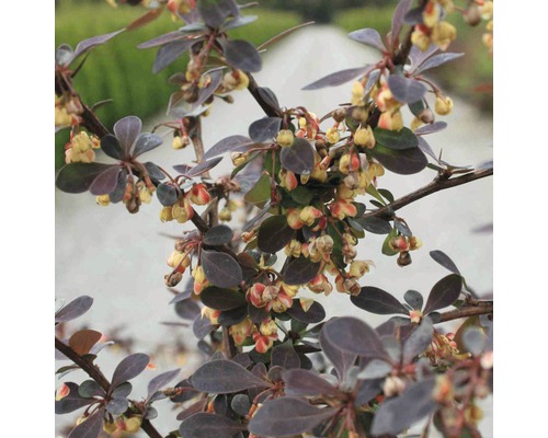 Berberis FloraSelf Berberis thunbergii 'Rose Glow' H 30-40 cm Co 4 L