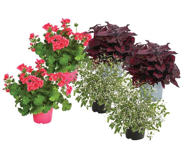 Beet- & Balkonpflanzen-Set Sommerzauber,