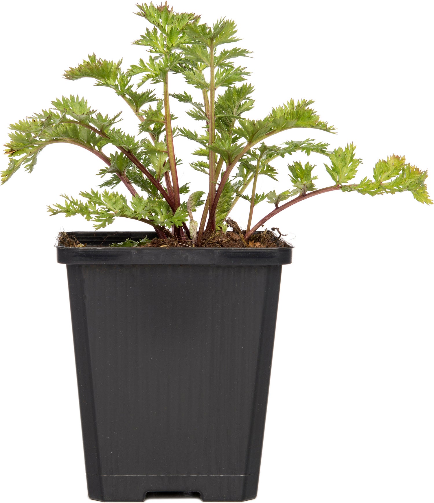Wormkruid (Tanacetum coccineum 'Robinson's Rose') D 9 H 15 cm