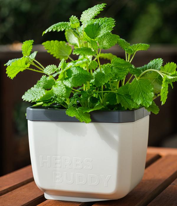 Gusta Garden Kräutertopf Herbs Buddy, ca.