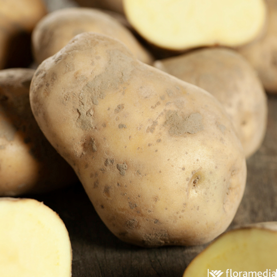 Plants de pommes de terre 'Bintje' en filet x10