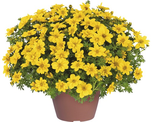 Golden Bidens aurea FloraSelf Ø 10,5 cm pot