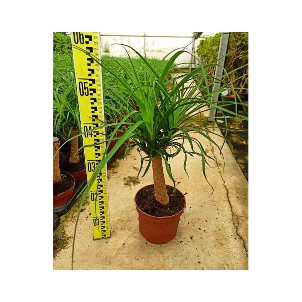 Beaucarnea recurvata [syn. Nolina r.] taille pot de 26l 140/160cm