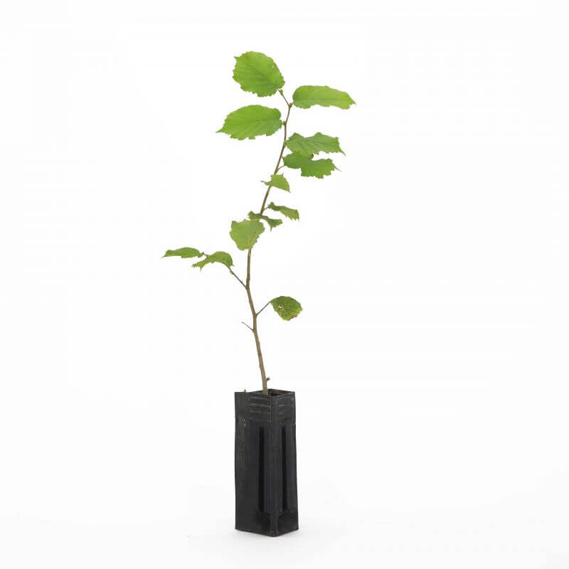 Noisetier commun ou coudrier (corylus avellana) - godet - taille 20/40cm