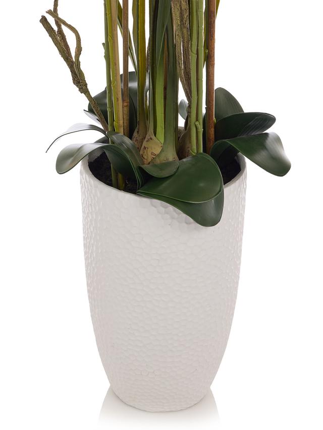 Orchidee Phalaenopsis, 160 cm