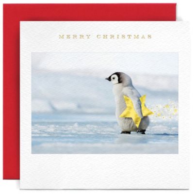 Penguin Chick