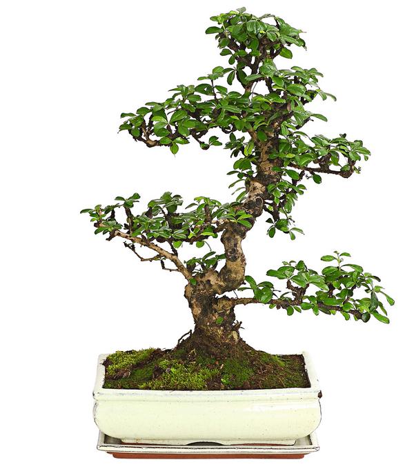 Bonsai Fukientee - Carmona microphylla, 12-15