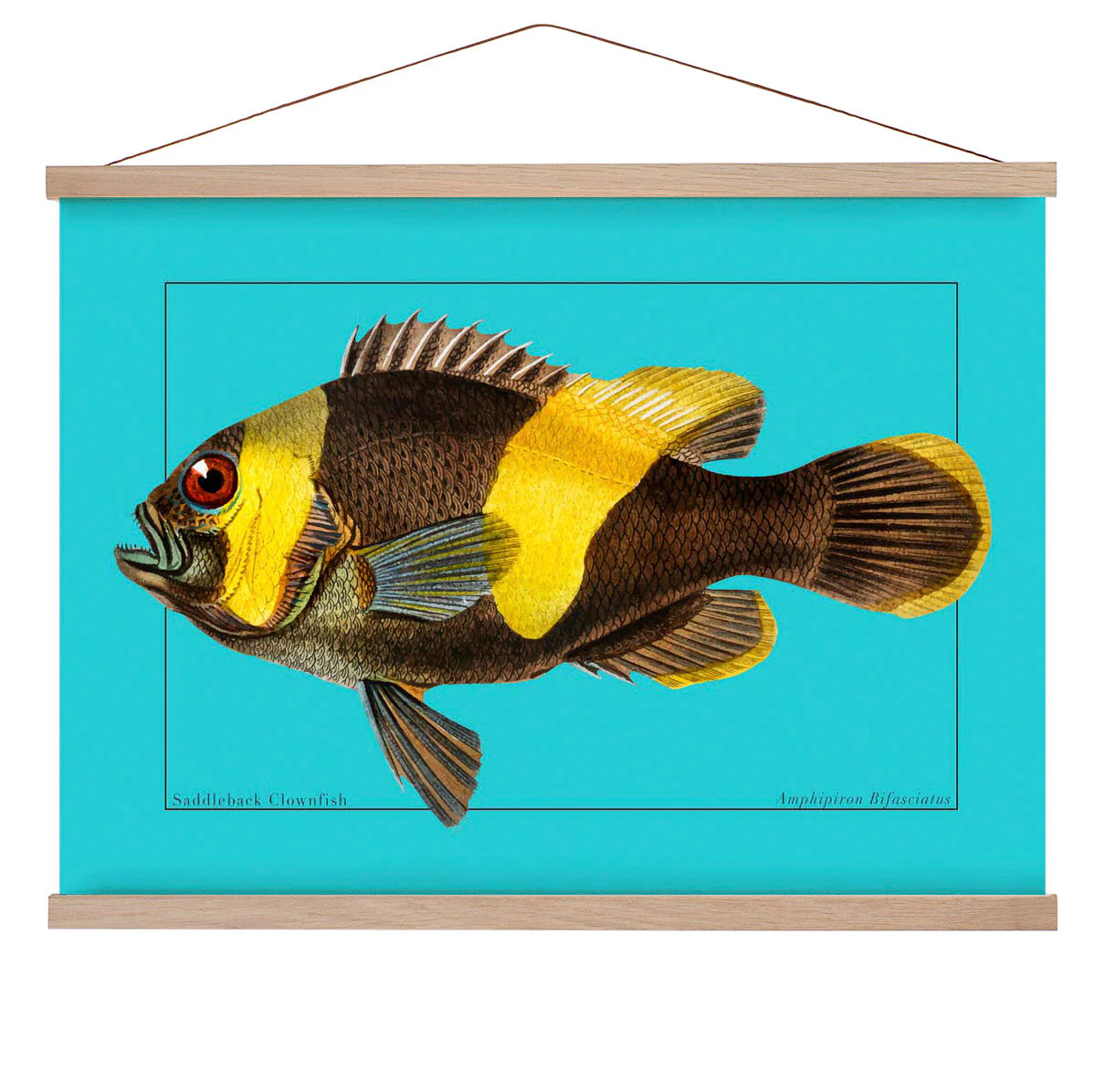 Clownfisch Meeresleben