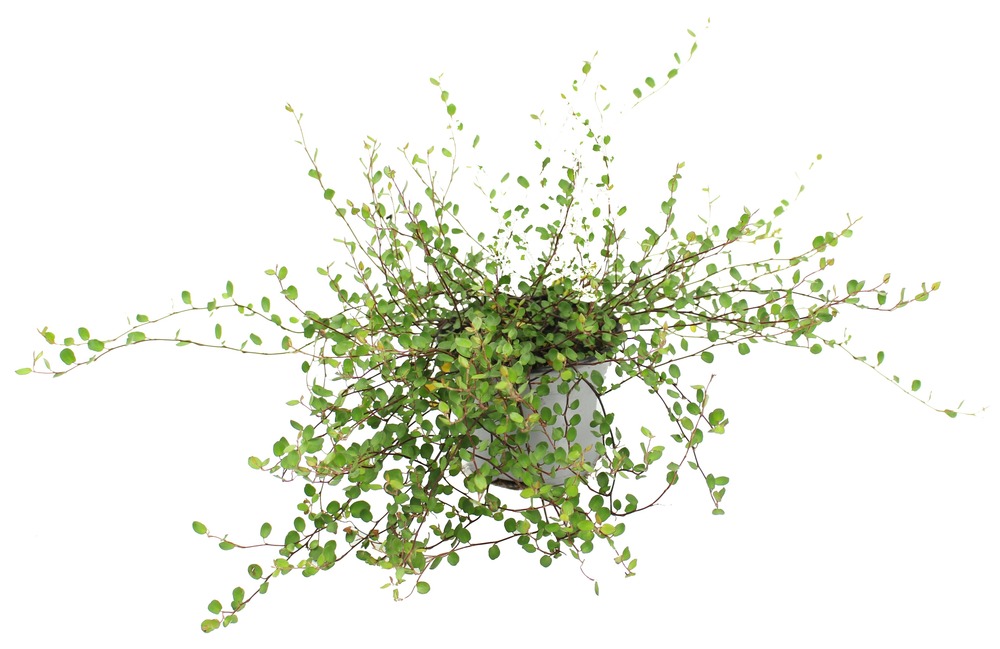 Muehlenbeckia complexa pot 10,5 cm
