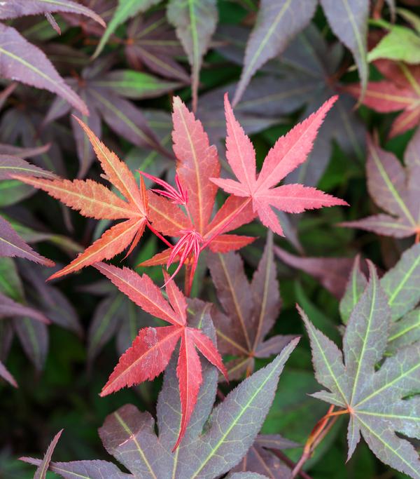 Japanischer Fächerahorn 'Atropurpureum'