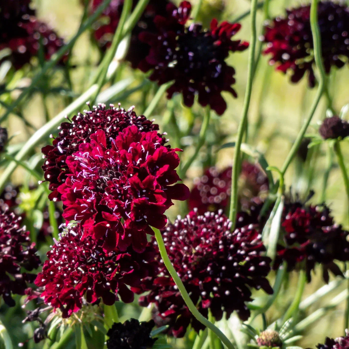 Scabiosa 'Barocca' Bakkeknapp 'Barocca' Ø11 cm