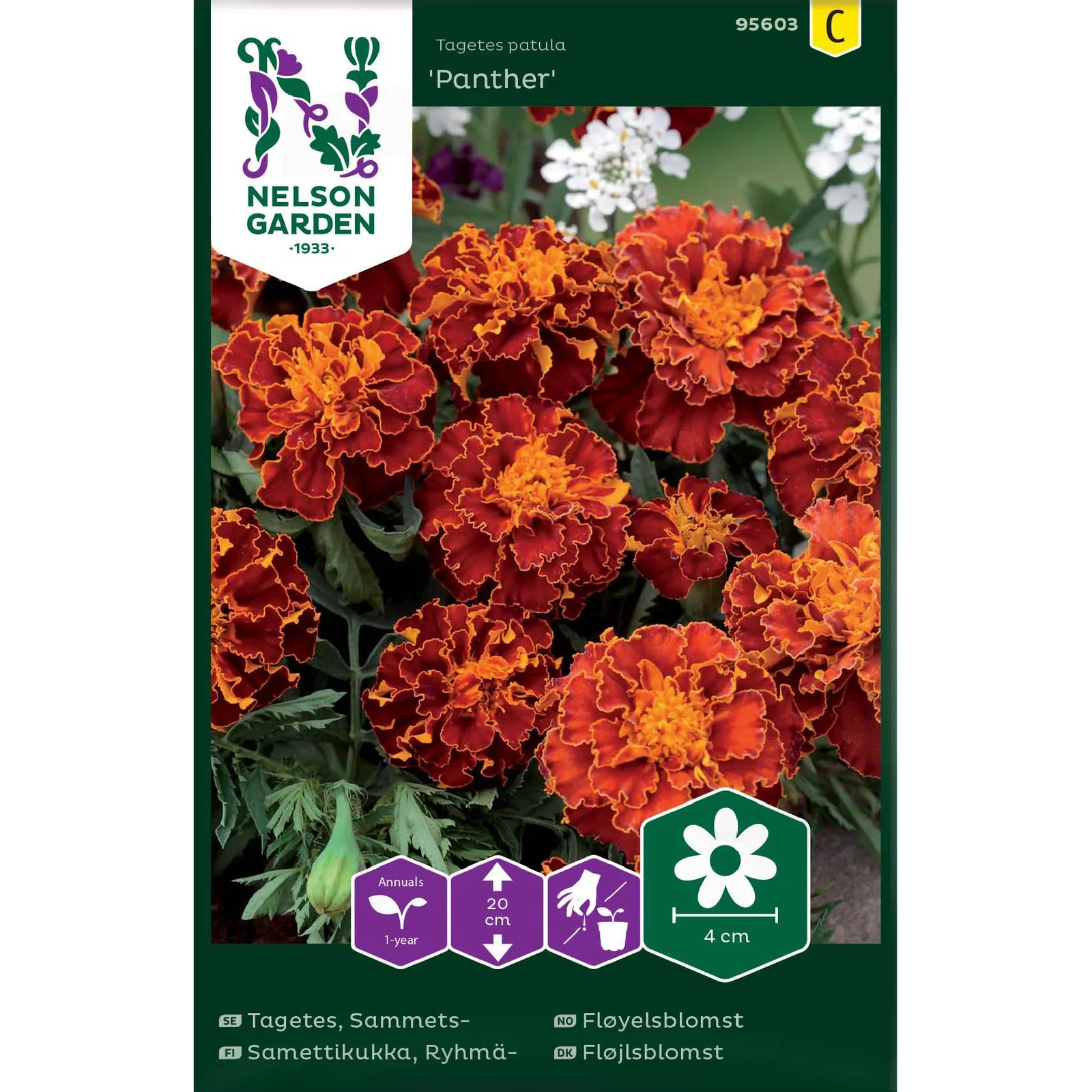 Tagetes patula 'Panther' Fløyelsblomst 'Panther'