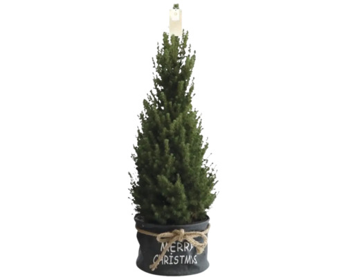Suikerbroodspar 'Conica' Tas Kerst H 90-100 cm Ø 26 cm Pot Mini Kerstboom geschikt om te planten