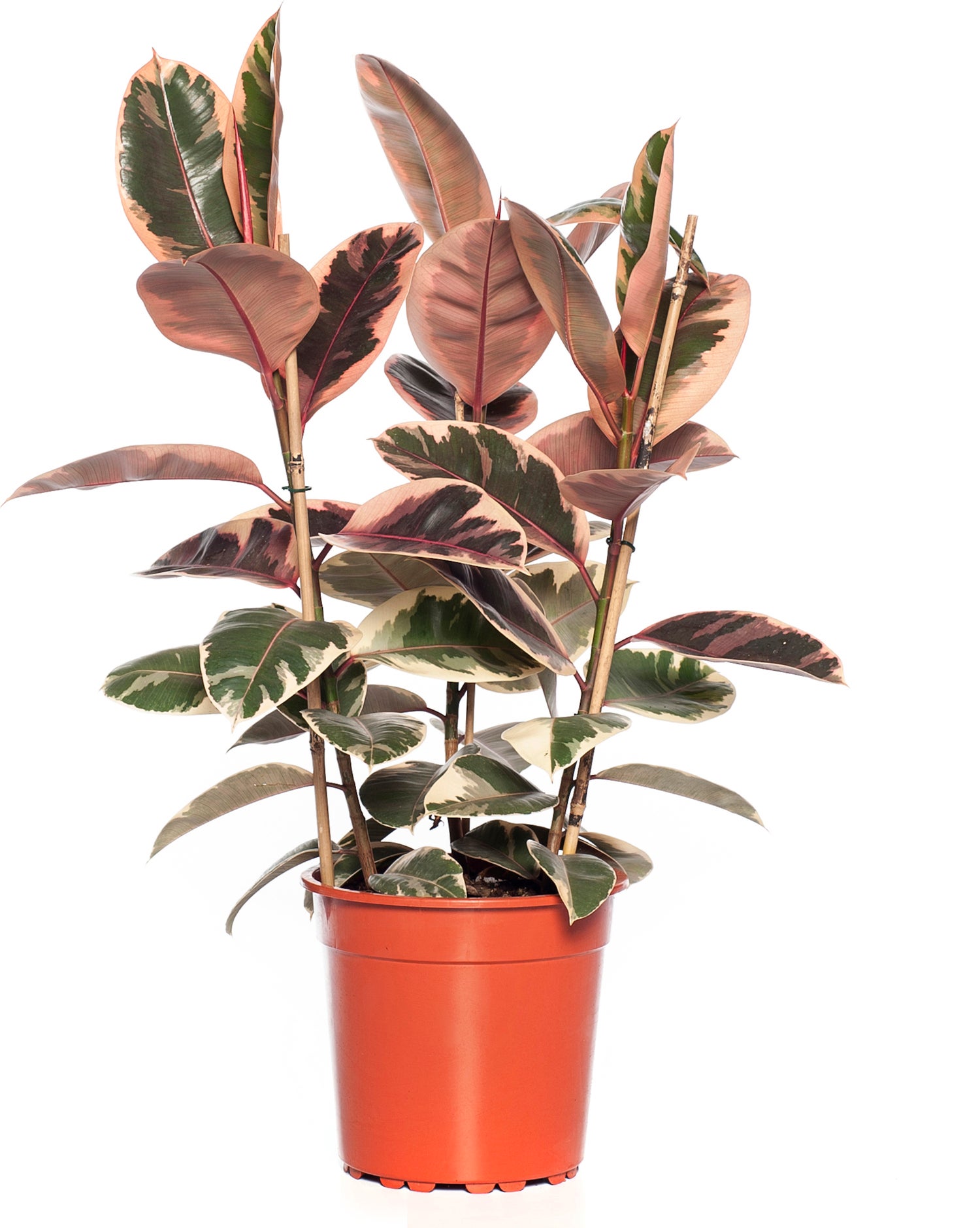 Rubberboom (Ficus elastica 'Belize') D 27 H 90 cm