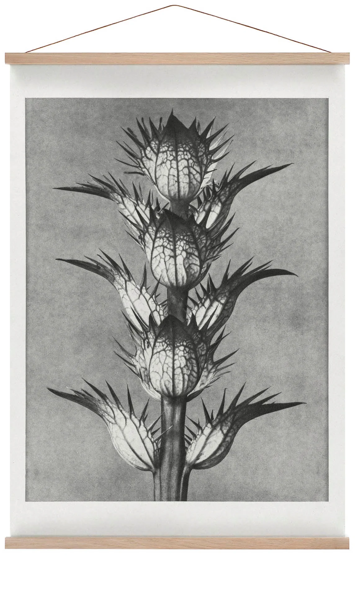 Karl Blossfeldt Photogravüre Nr 101