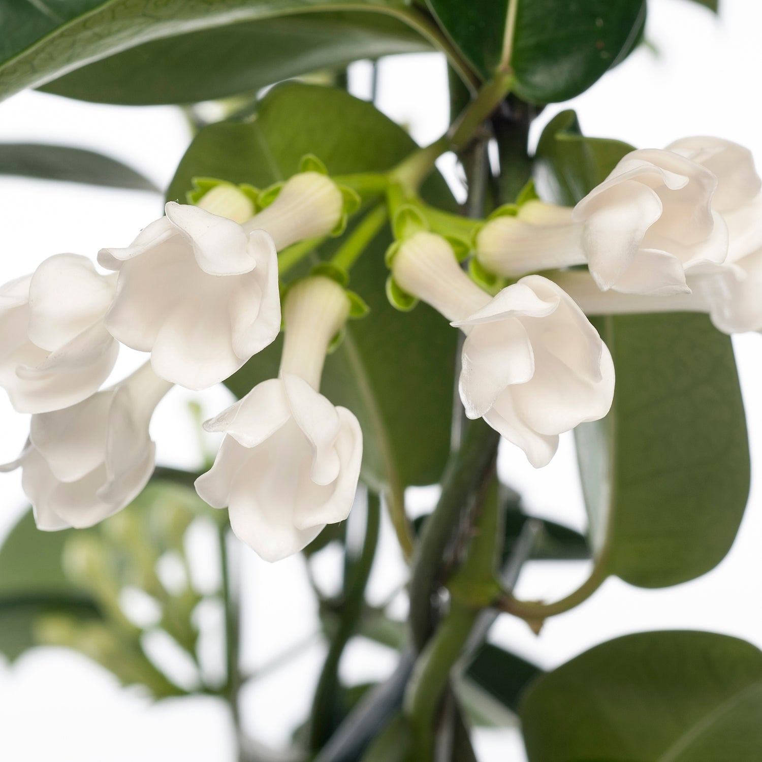 Bruidsbloem (Stephanotis floribunda) D 12 H 55 cm