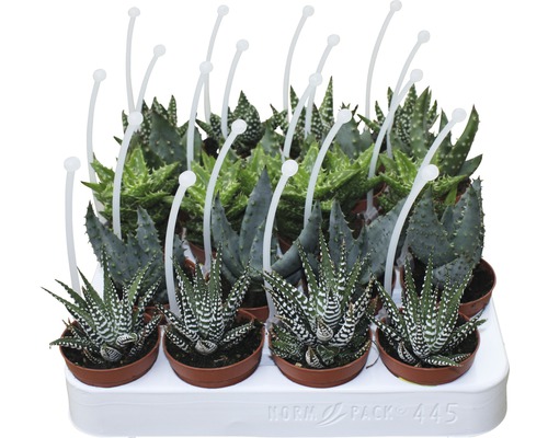 Haworthia en Aloë Mix FloraSelf H 7-15 cm Ø 5,5 cm pot willekeurige variëteitselectie