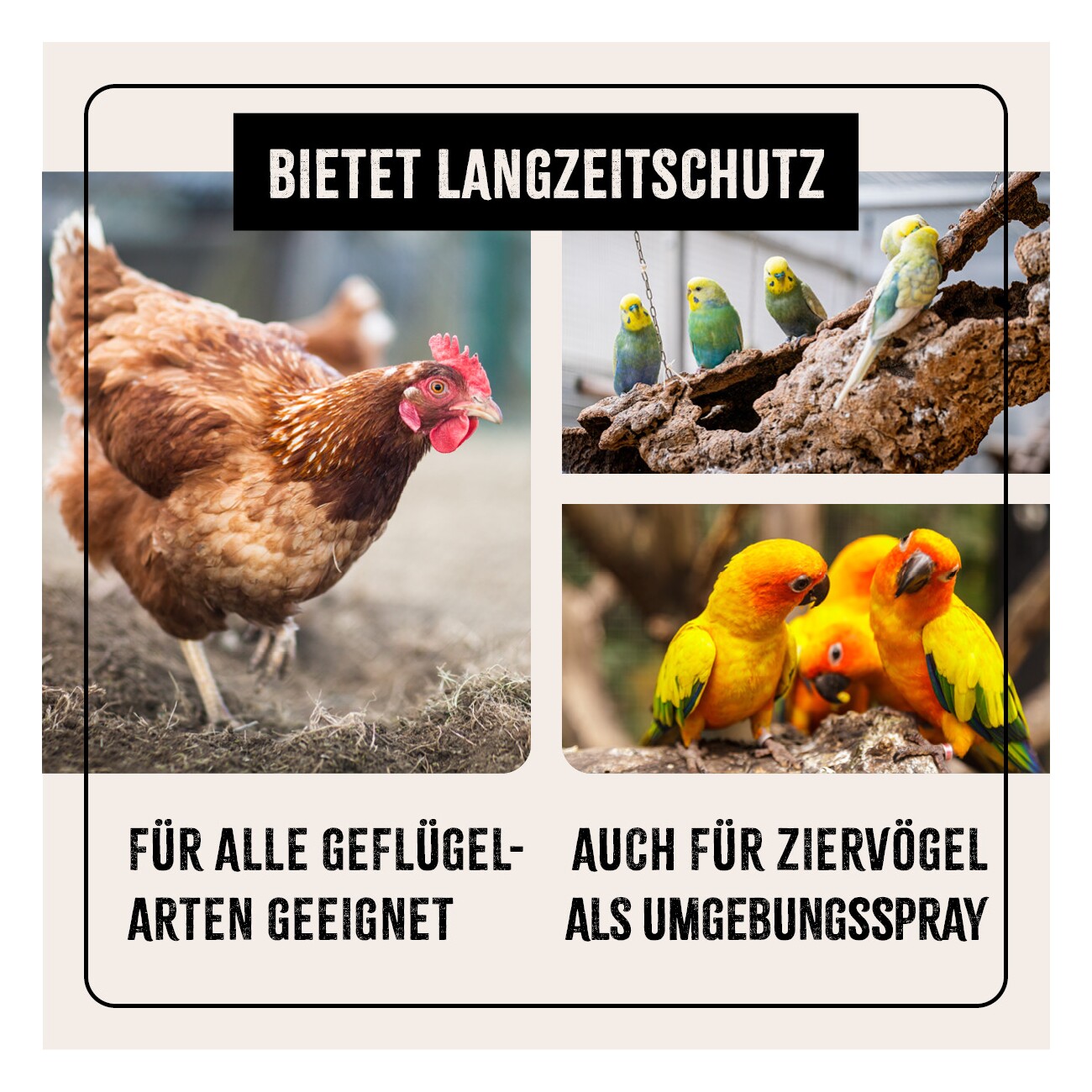 AniForte Milben STOP Spray für Hühner & Geflügel