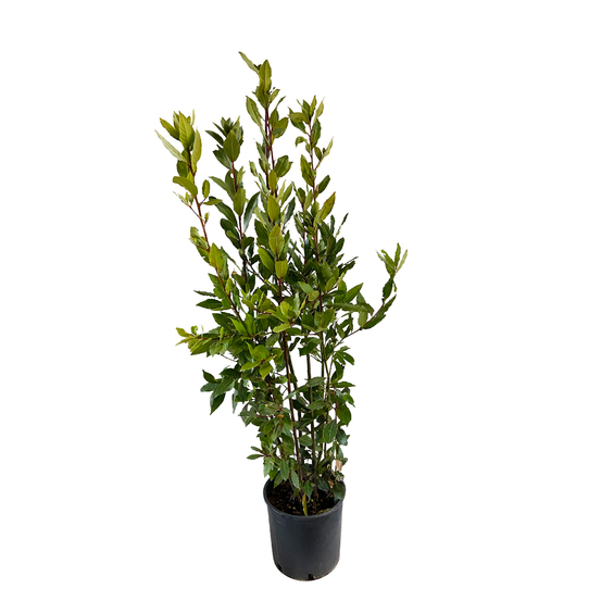 Laurus nobilis: hauteur 100/125 cm conteneur 10 litres