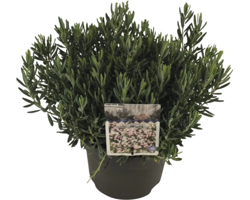 Lavendelheide 'Blue Ice' Andromeda polifolia 'Blue Ice' H 20-30 Co 2 L