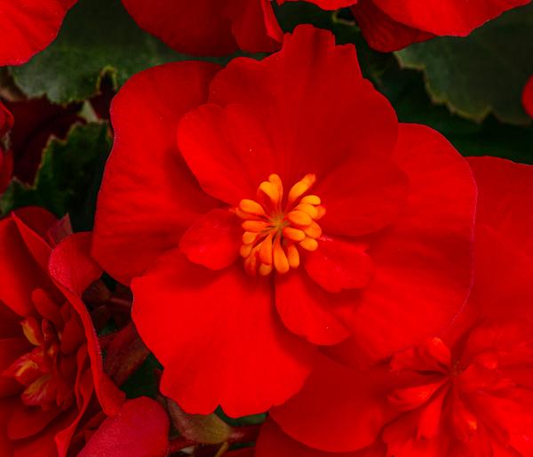 Begonie 'Macarouge'